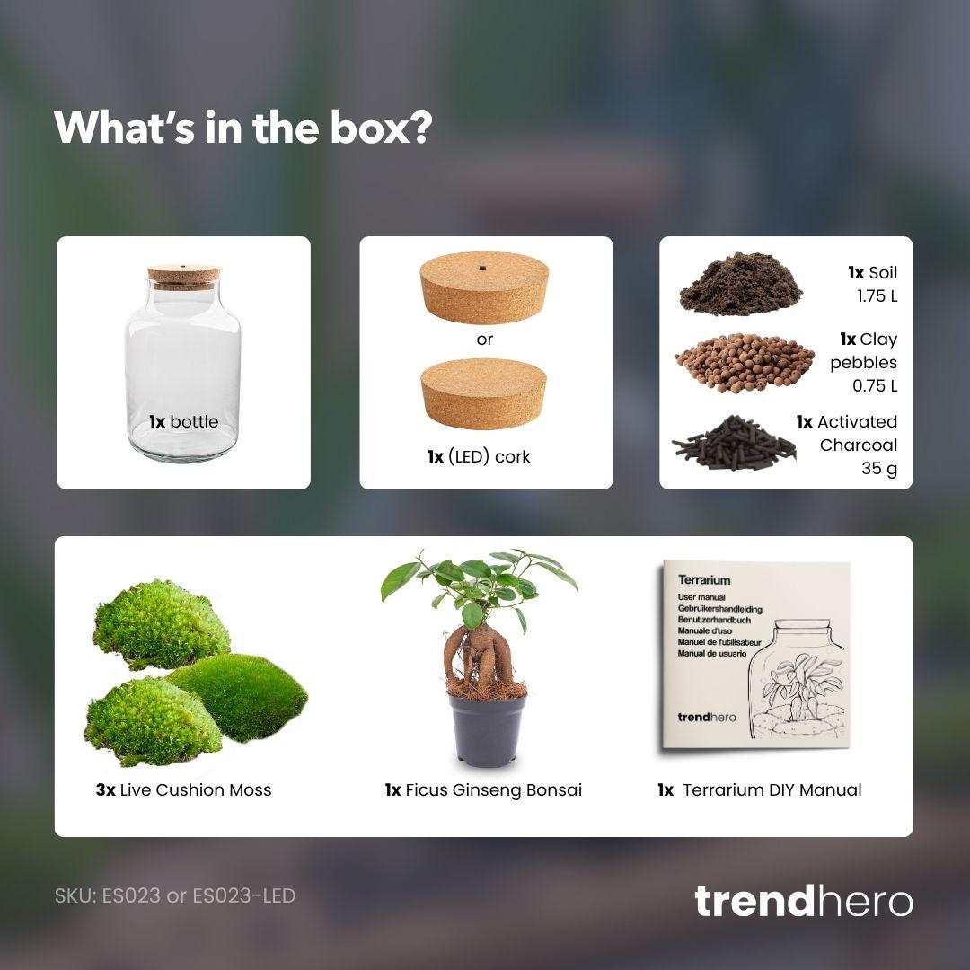💡 DIY Plantenterrarium met Verlichting – Milky Bonsai