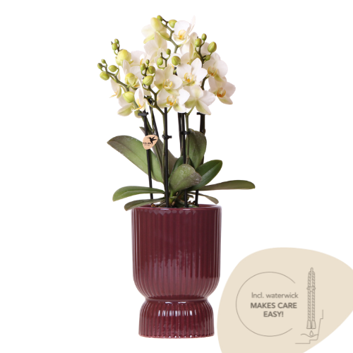 🌸 Witte Orchidee Lausanne + Rode Diabolo Pot