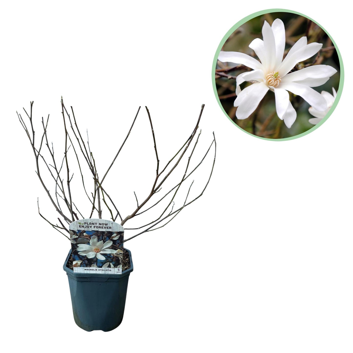 🤍 Magnolia stellata – Stermagnolia
