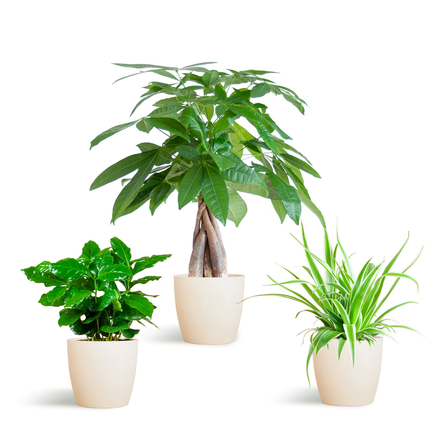 🐾 Diervriendelijke Plantenbox – Klein met Vibers Pot Wit (3 stuks)
