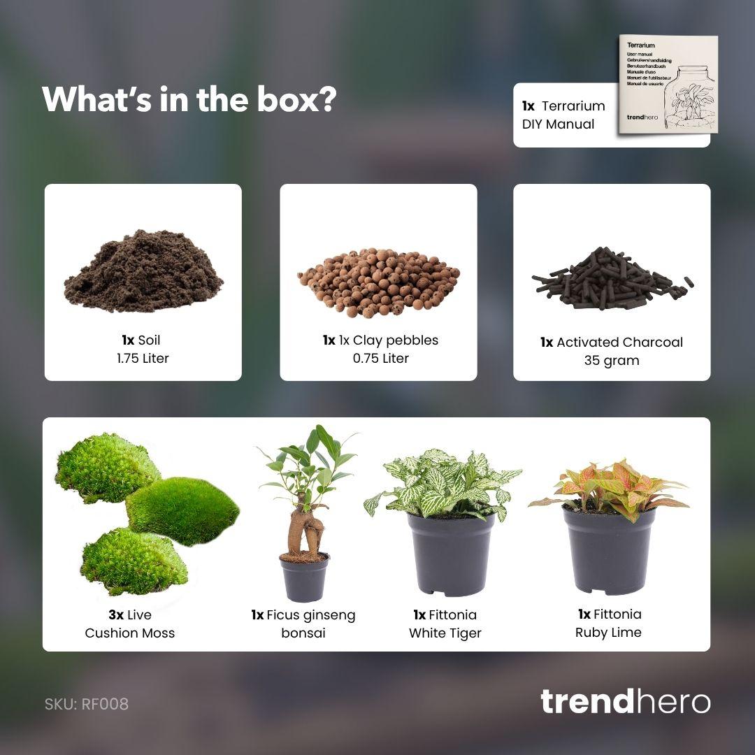 🌿Terrarium Navulling & Startpakket – Ficus Ginseng Bonsai