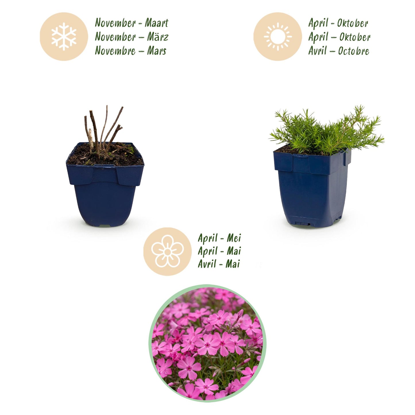 🌿 Phlox subulata 'MacDaniel's Cushion' – Donkerroze Vlambloem | 3 stuks