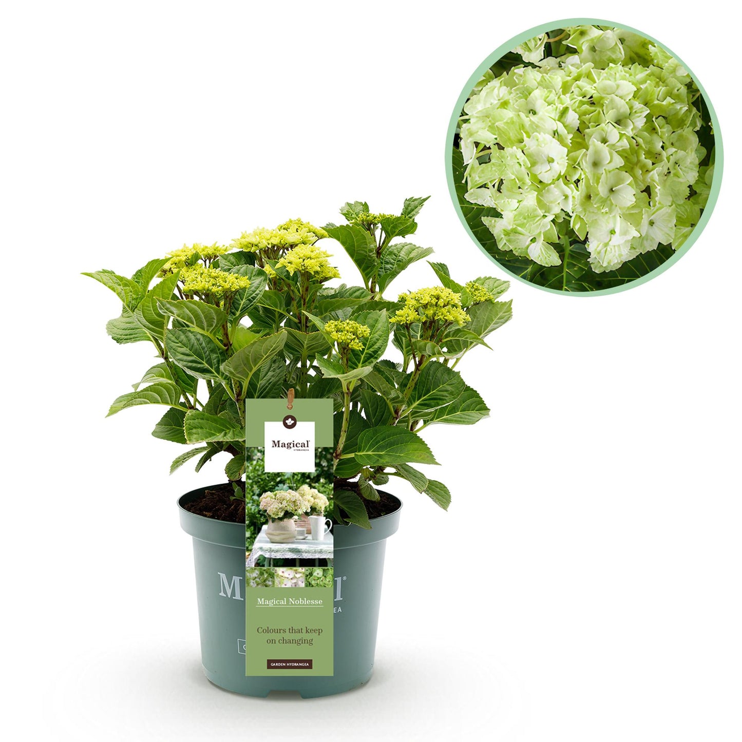 🤍 Hydrangea ‘Magical Noblesse’ – Witte Hortensia