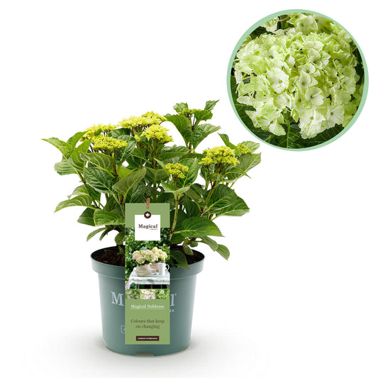 🤍 Hydrangea ‘Magical Noblesse’ – Witte Hortensia