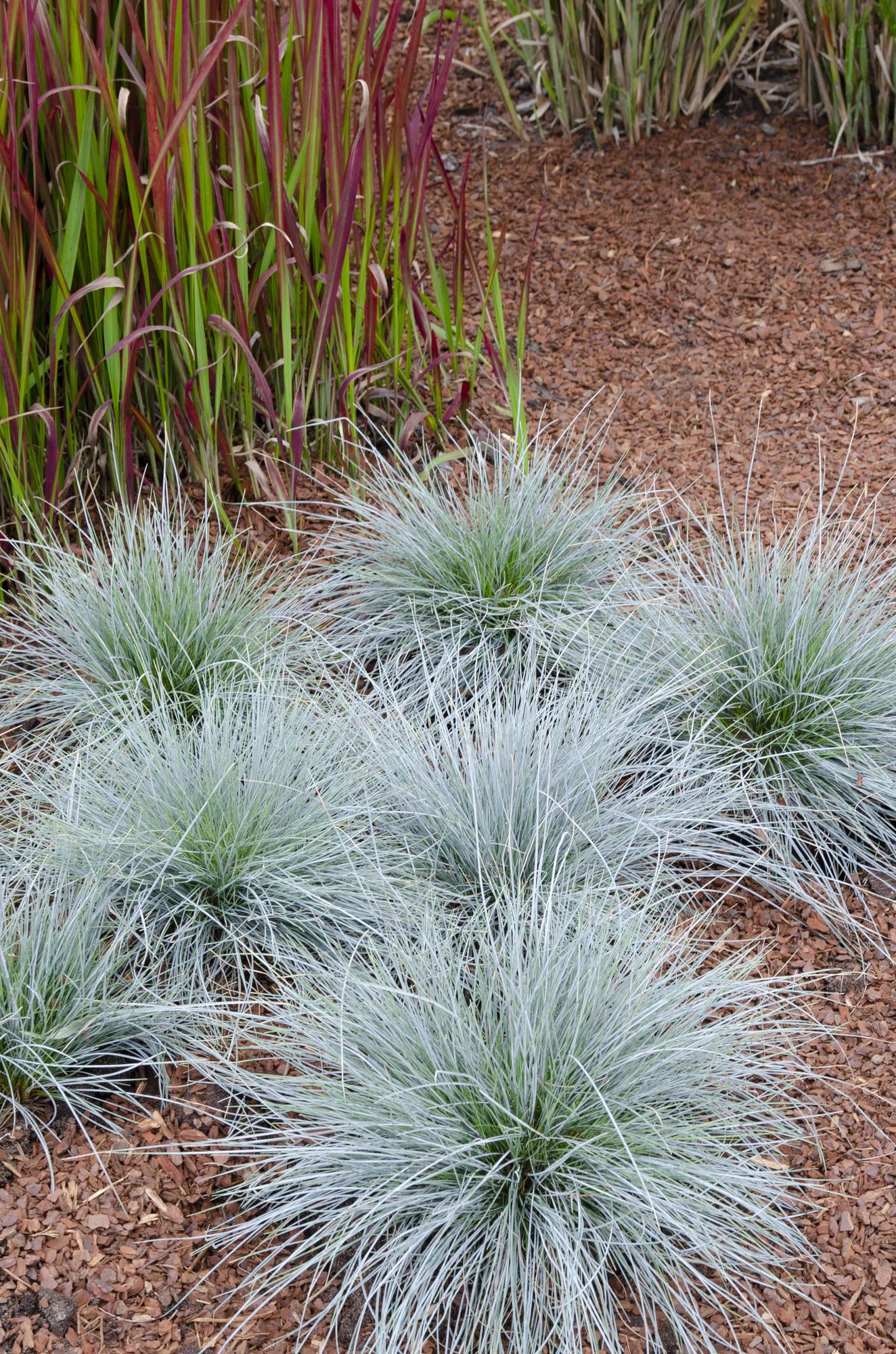 💙 Festuca glauca ‘Azura Blue’ – Blauw Siergras