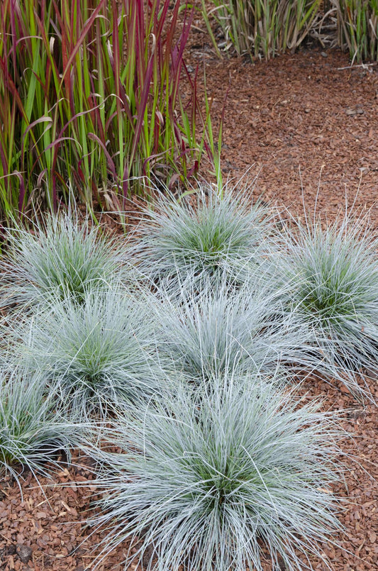 💙 Festuca glauca ‘Azura Blue’ – Blauw Siergras