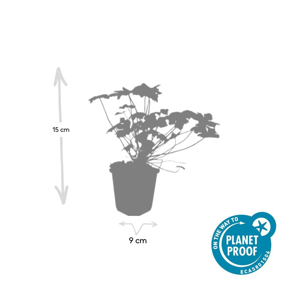 🌸 Geranium ‘Tiny Monster’ – Winterharde Bloeiende Bodembedekker (6 stuks)
