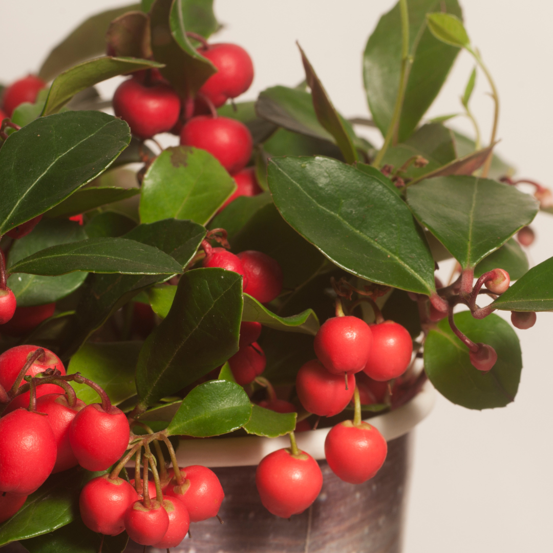 ❄️ Gaultheria ‘Big Berry’ – Wintergroene Bodembedekker met Rode Bessen (6 stuks)