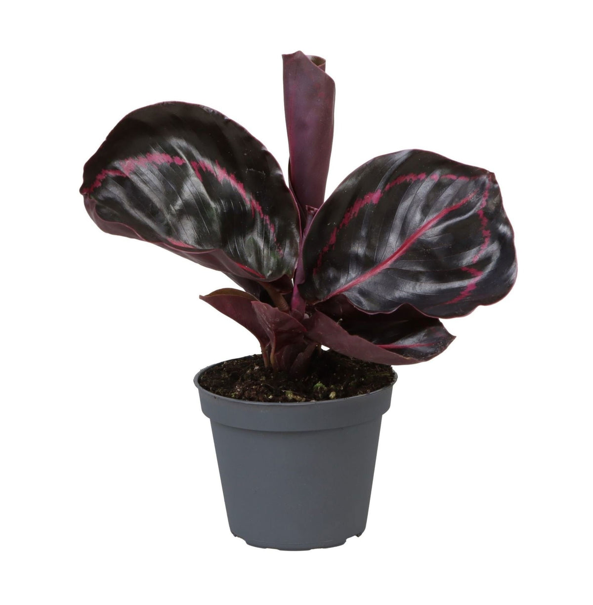 💗 Calathea ‘Dottie’® – Pauwenplant met roze bladtekening