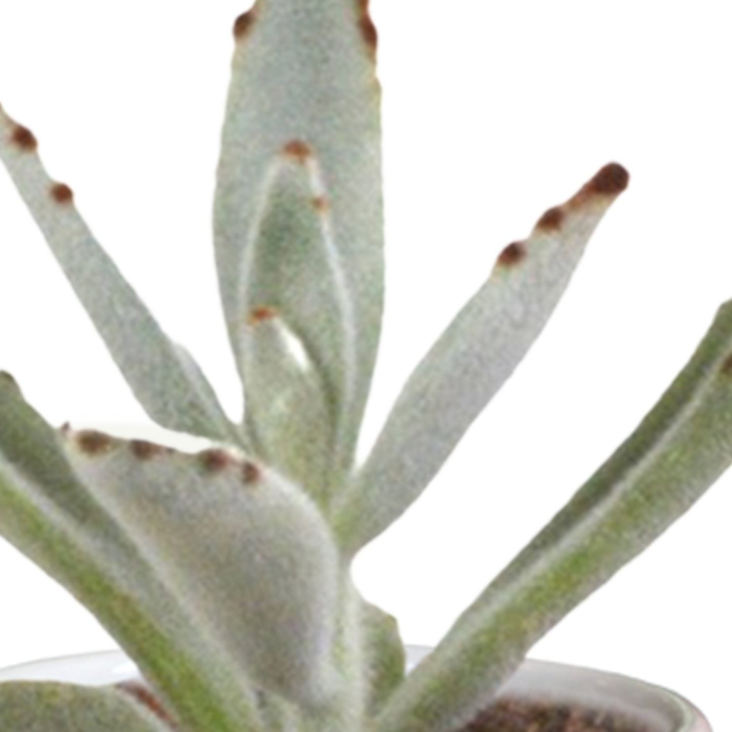 🌵 Cactus & Vetplanten Mix –  In witte pot (15 stuks)