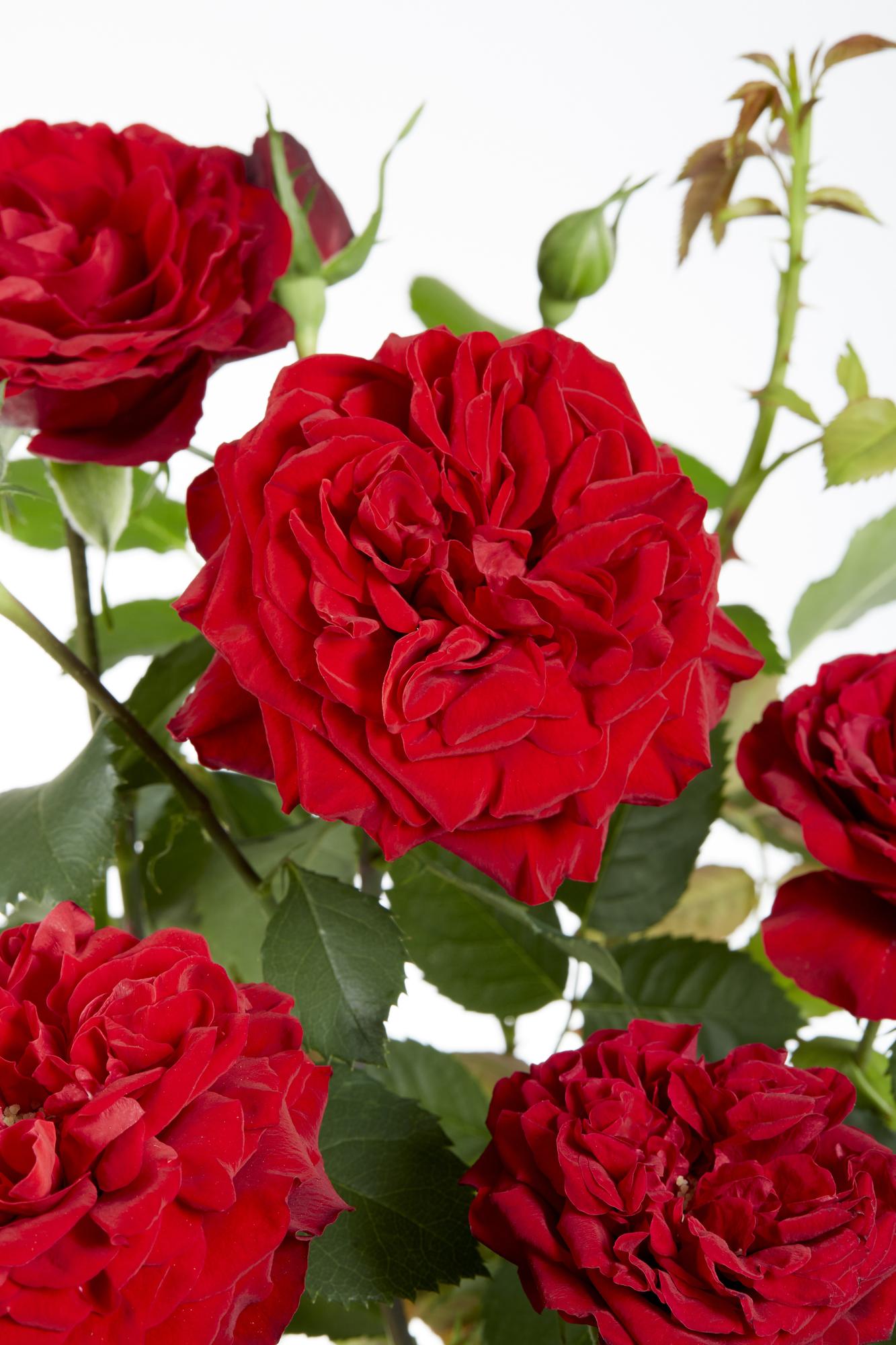 ❤️ Rosa Crazy in Love ‘Red’ – Rode Klimroos