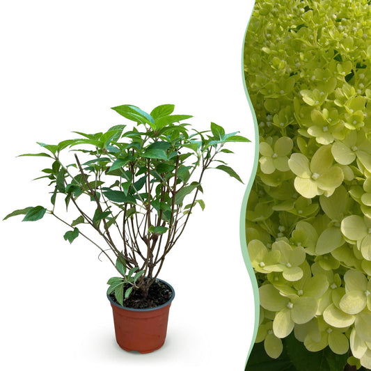 🌿 Hydrangea paniculata 'Limelight' | Pluimhortensia met Limegroene Bloemen