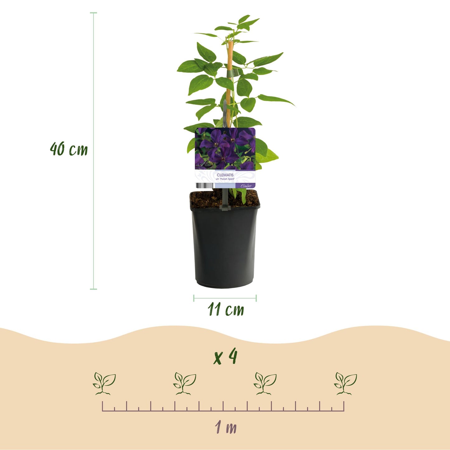 🌸 Clematis viticella ‘Polish Spirit’ – Klimplant (2 Stuks)