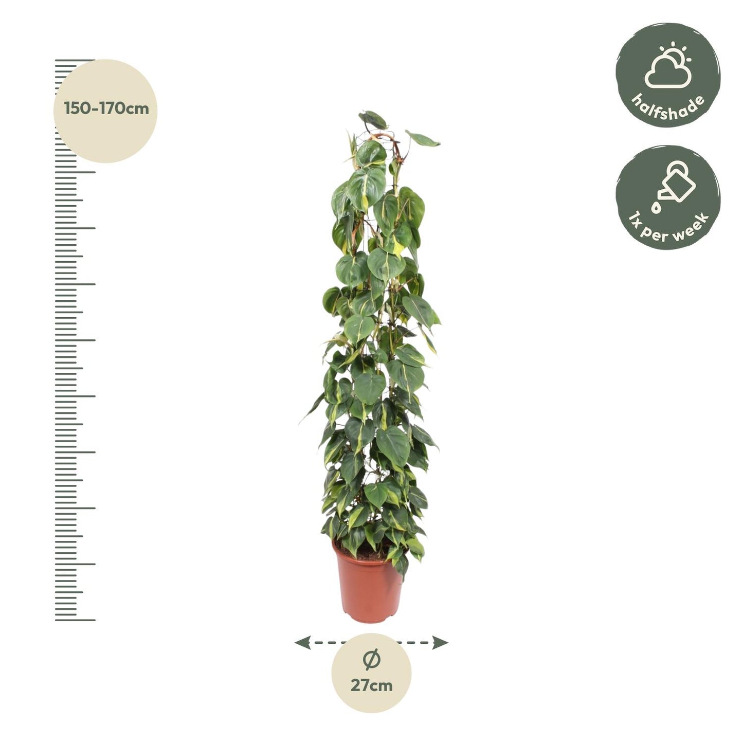 🌿 Philodendron Scandens Brasil | Grote Klimplant op Gaasrek