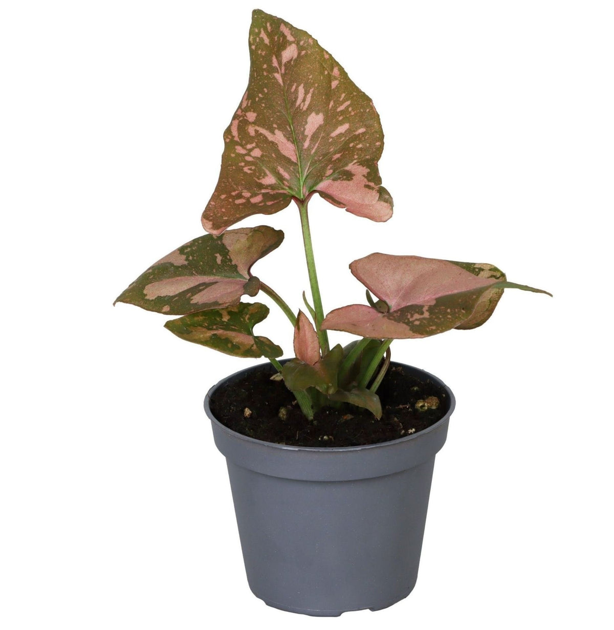 🌸 Syngonium ‘Pink Splash’ – Roze spatplant