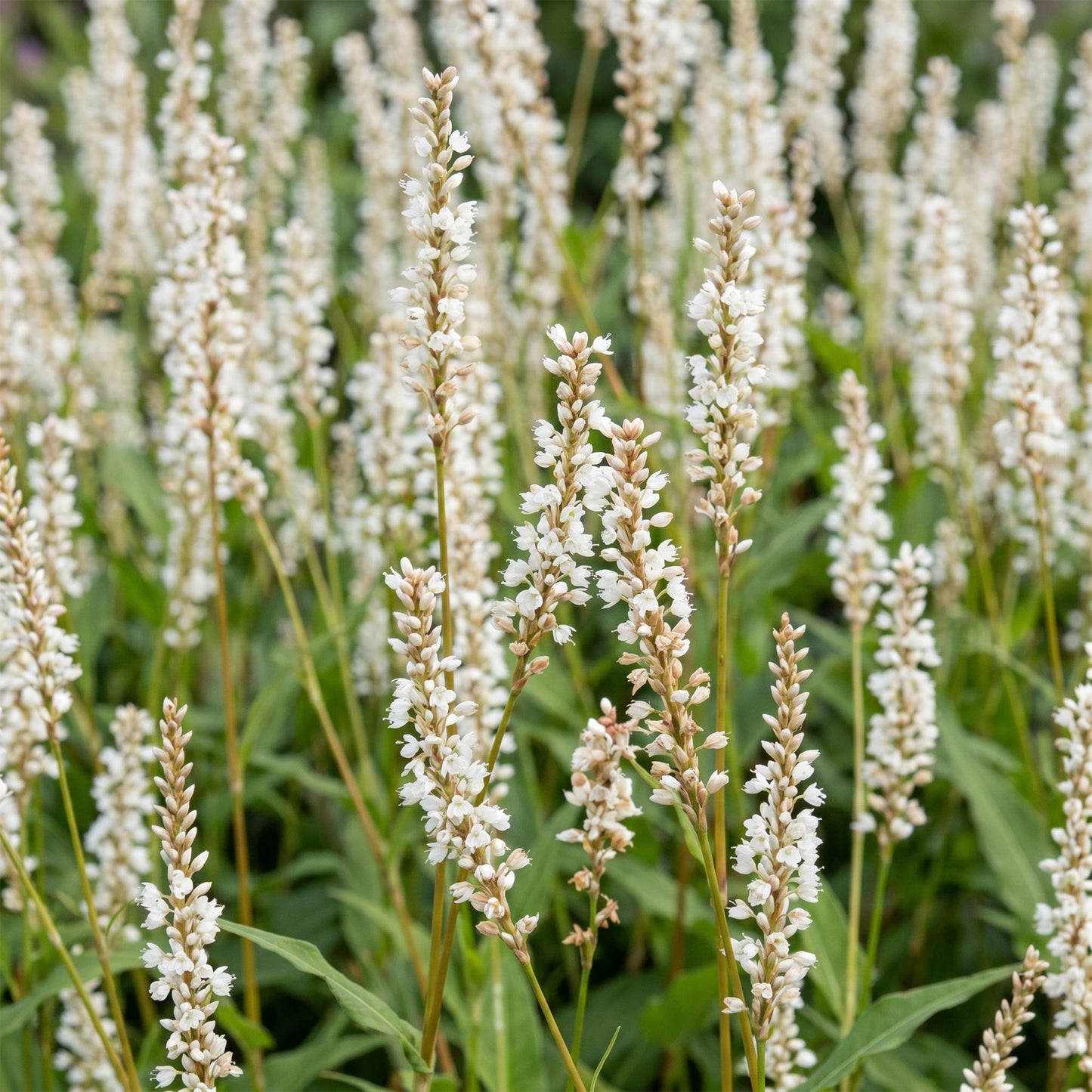 🌿 Persicaria amplexicaulis 'Alba' – Witte Duizendknoop | 3 stuks