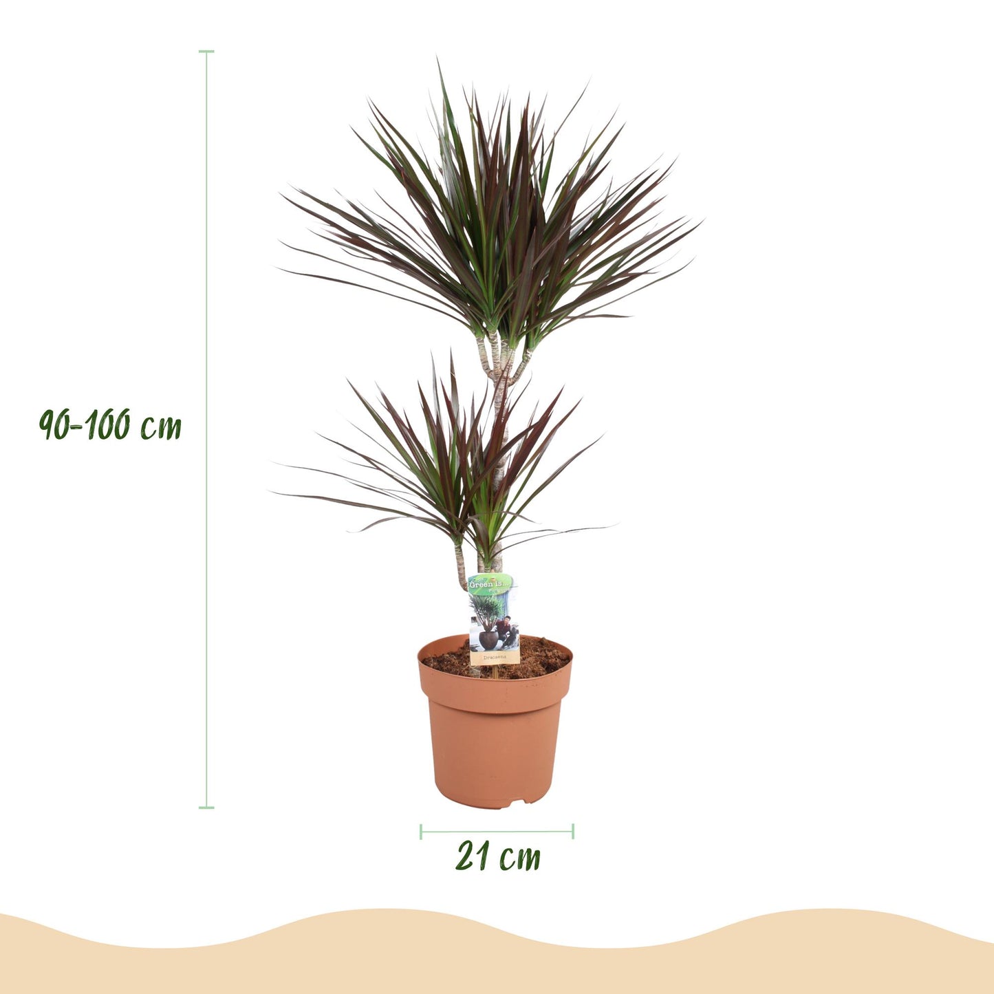 🌿 Dracaena ‘Magenta’ | Drakenbloedboom met Witte Pot (XL)