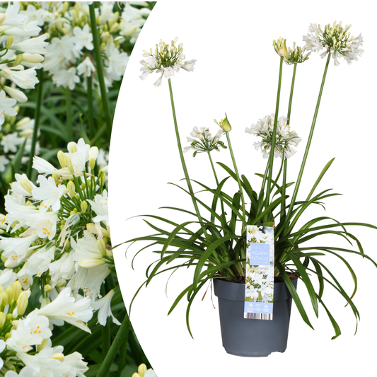🌿 Agapanthus 'Everwhite' – Elegante Witte Afrikaanse Lelie