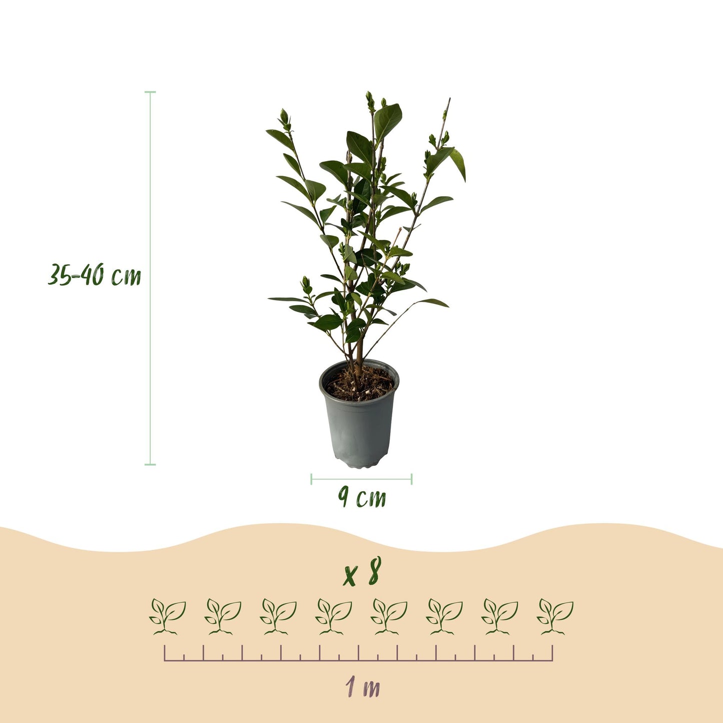 🌿 Ligustrum ovalifolium | Ligusterhaag (8 Stuks)