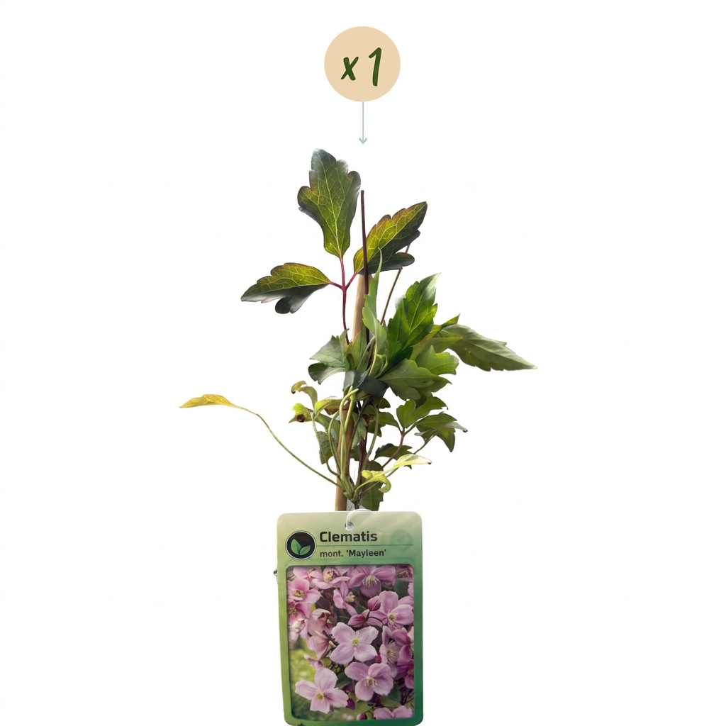 🌸 Clematis montana ‘Mayleen’ – Bergclematis – Lichtroze klimplant