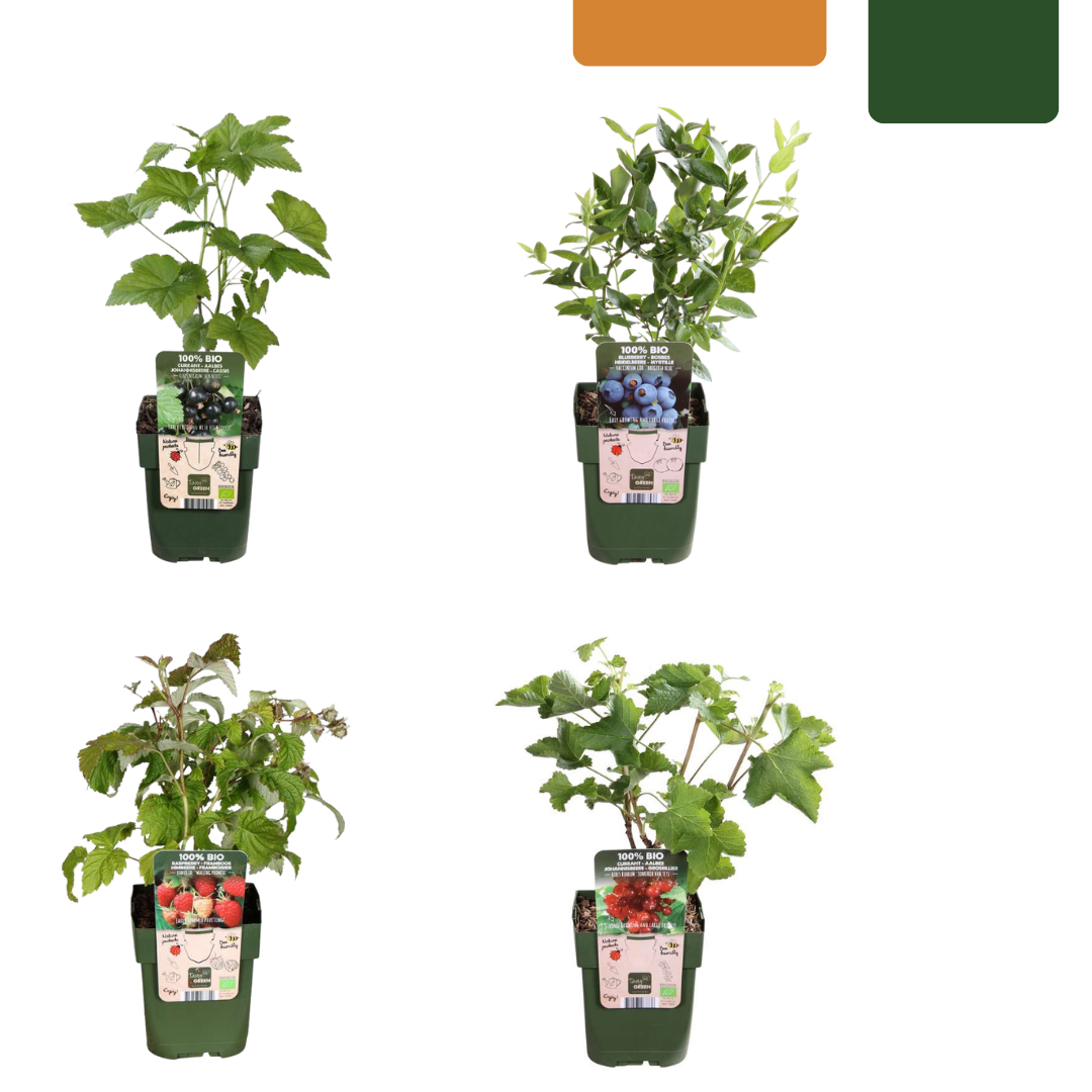 🍓 BIO Fruitplanten Mix ‘Vruchtenparadijs’ (4 Stuks)
