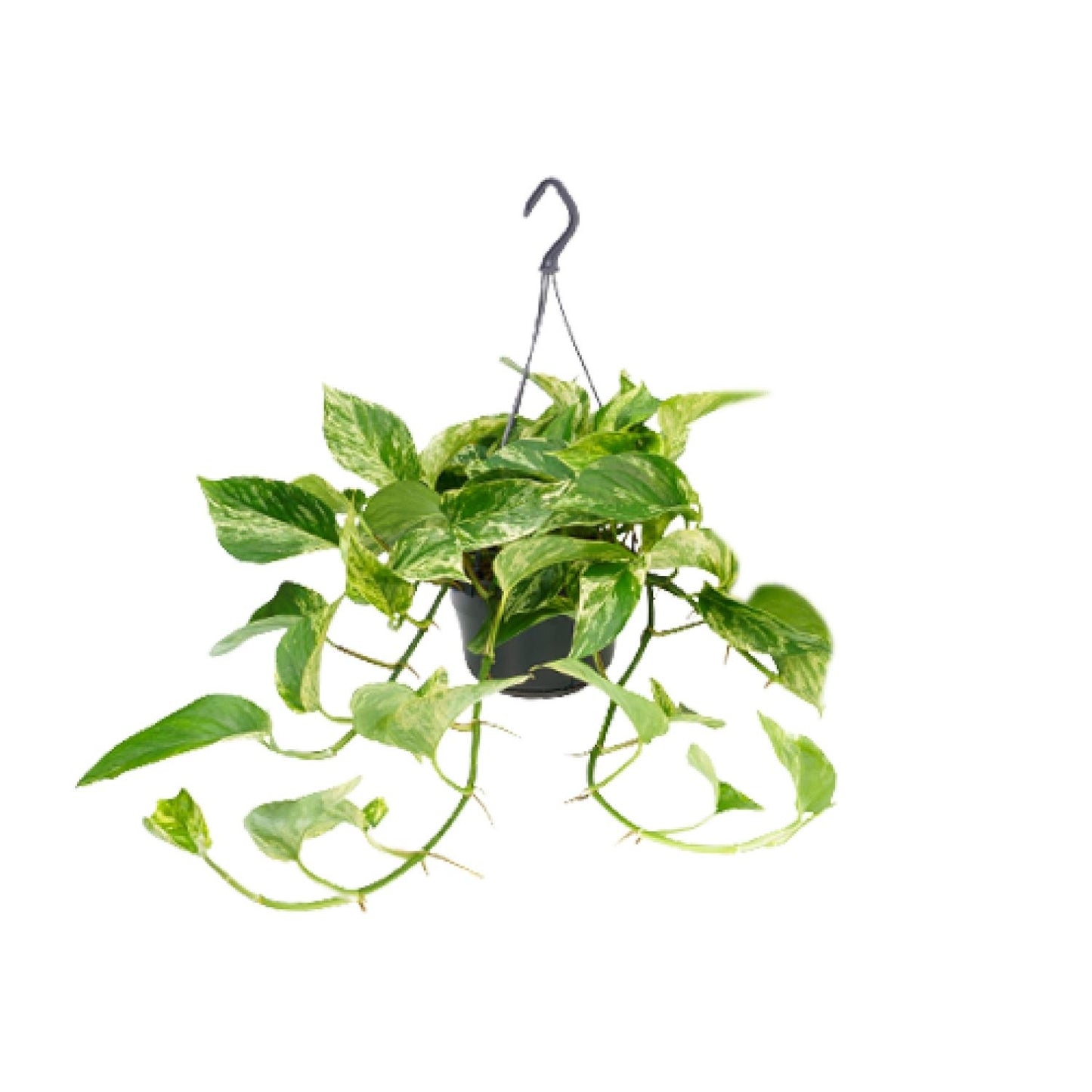 🌿 Epipremnum Marble Queen - Scindapsus
