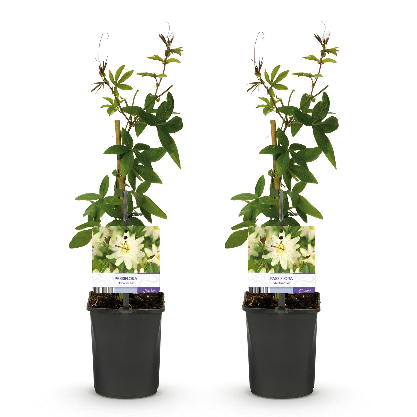 🌸 Passiflora 'Avalanche' – Witte Passiebloem (2 stuks)