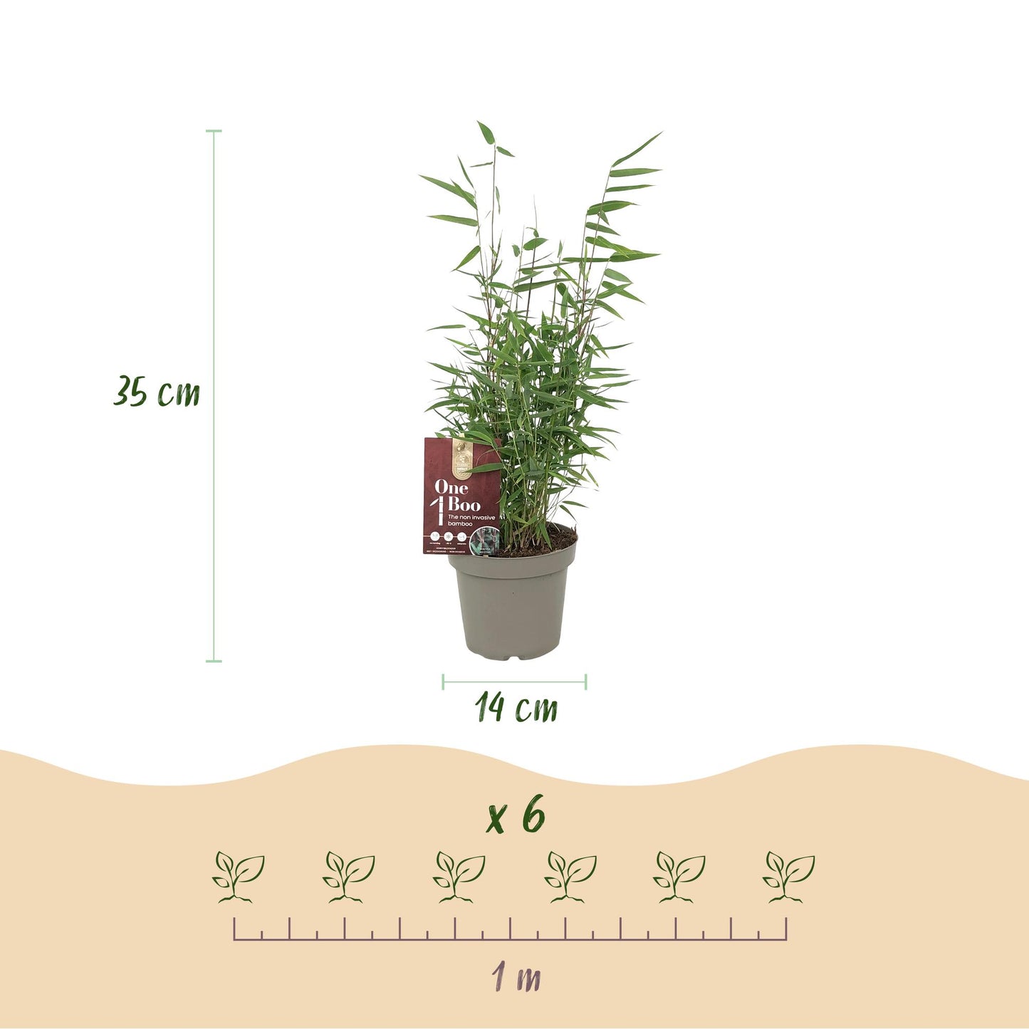 🌿 Bamboe ‘Fargesia Red Dragon’ – Niet Woekerende Bamboe