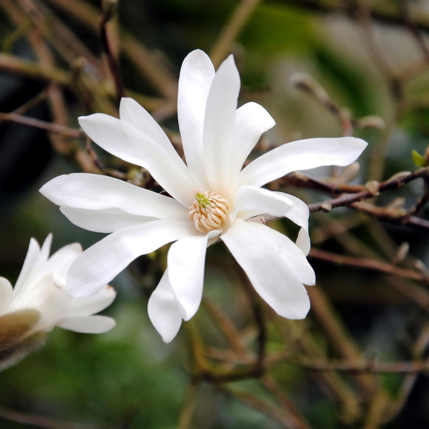 🤍 Magnolia stellata – Stermagnolia