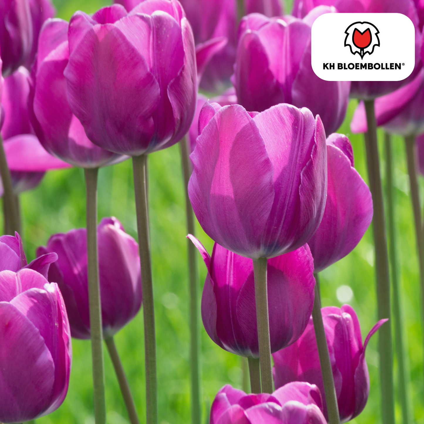 🌷 Tulpenbollen ‘Purple Prince’ – Paarse Tulp (20 Stuks)