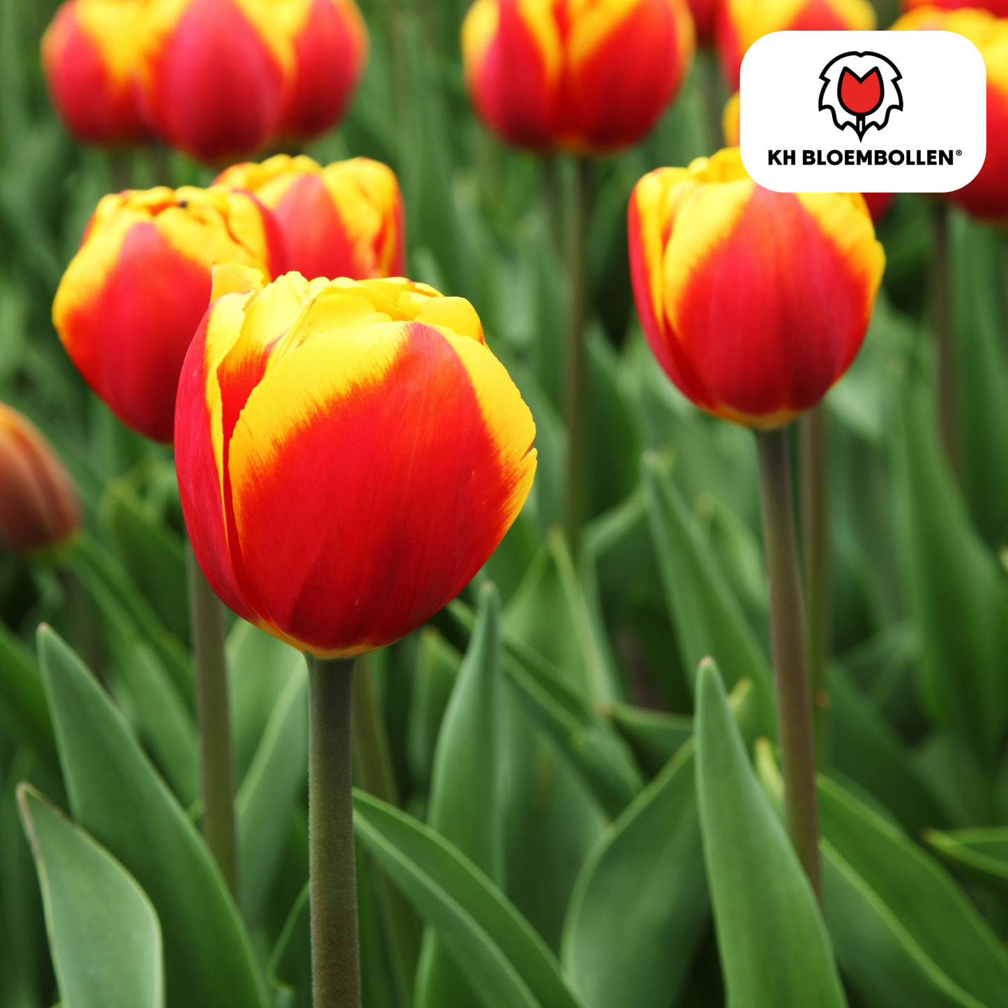 🌷 Tulpenbollen ‘Dow Jones’ – Rood-Geel Gestreepte Tulp (20 Stuks)