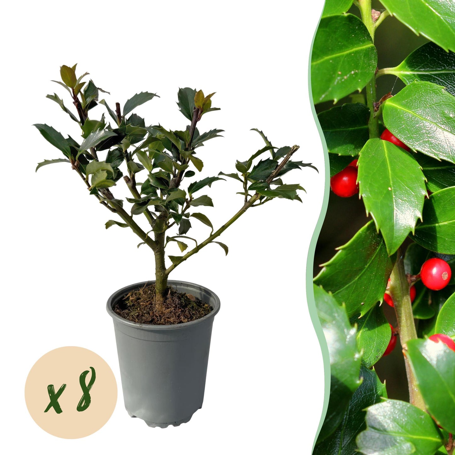 🌿 Ilex Blue Maid | Groenblijvende Haagplant (8 Stuks)