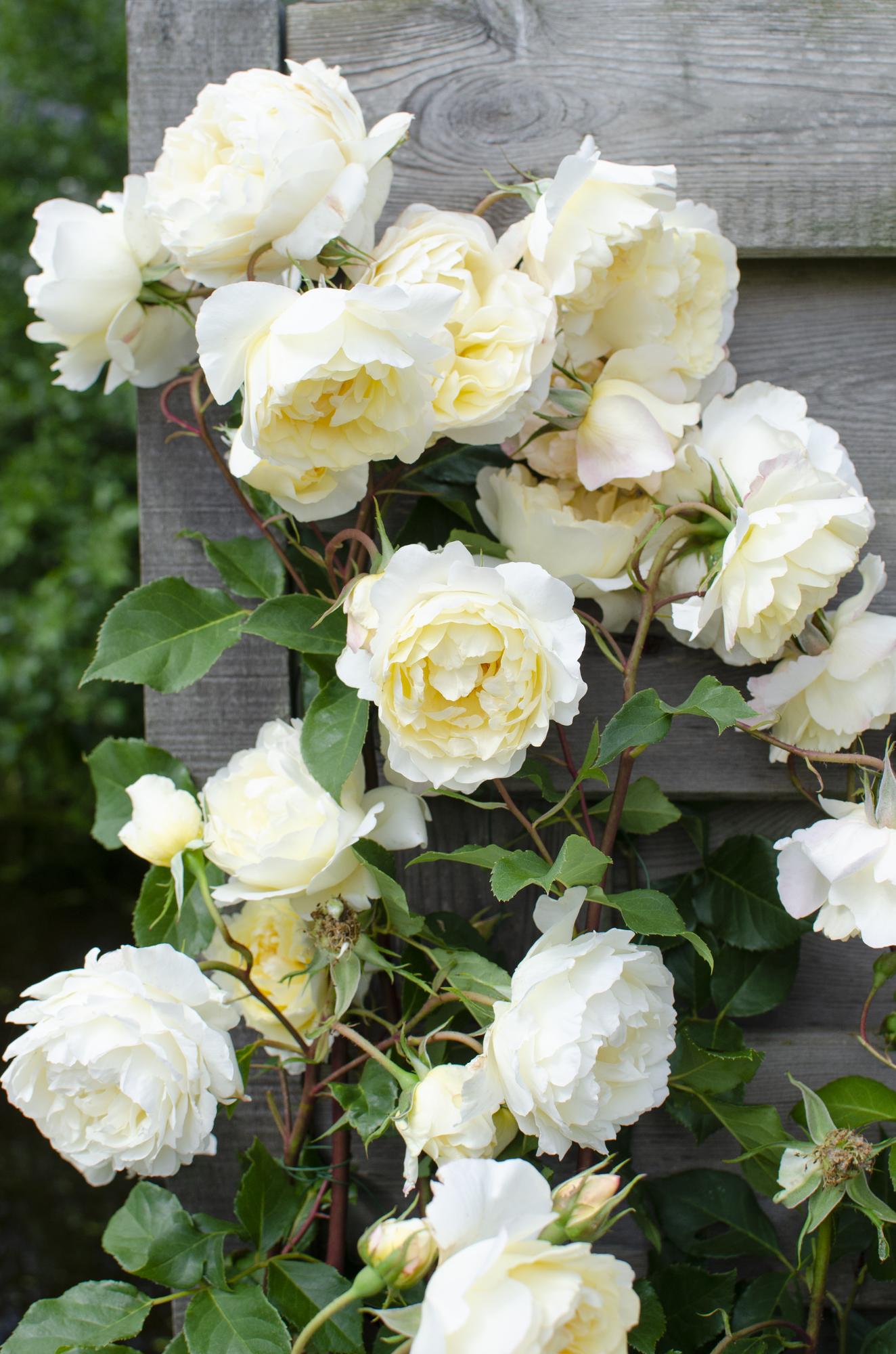 🤍 Rosa Crazy in Love ‘Vanilla’ – Crème Klimroos