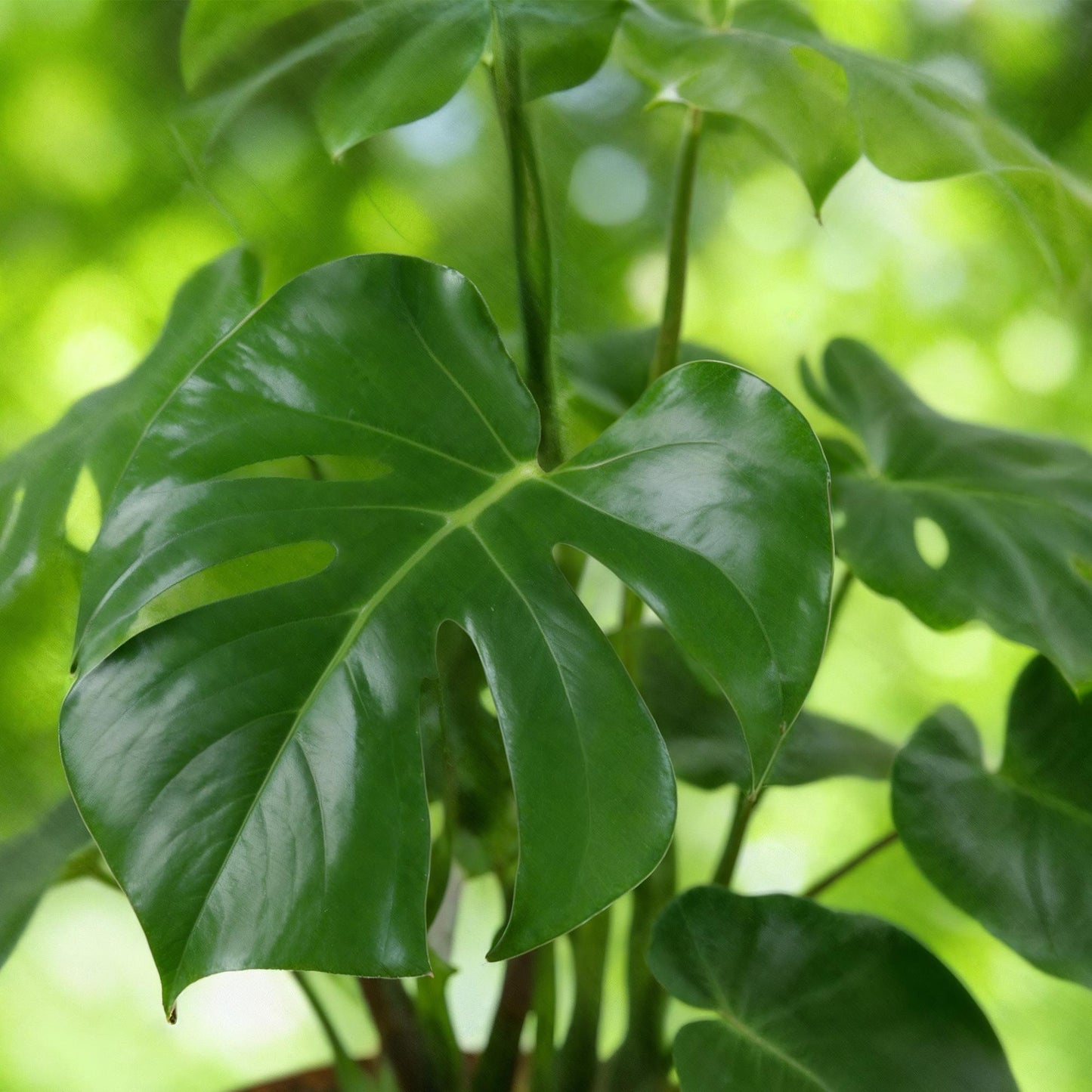 🌿 Monstera deliciosa – Gatenplant voor een Tropisch Interieur