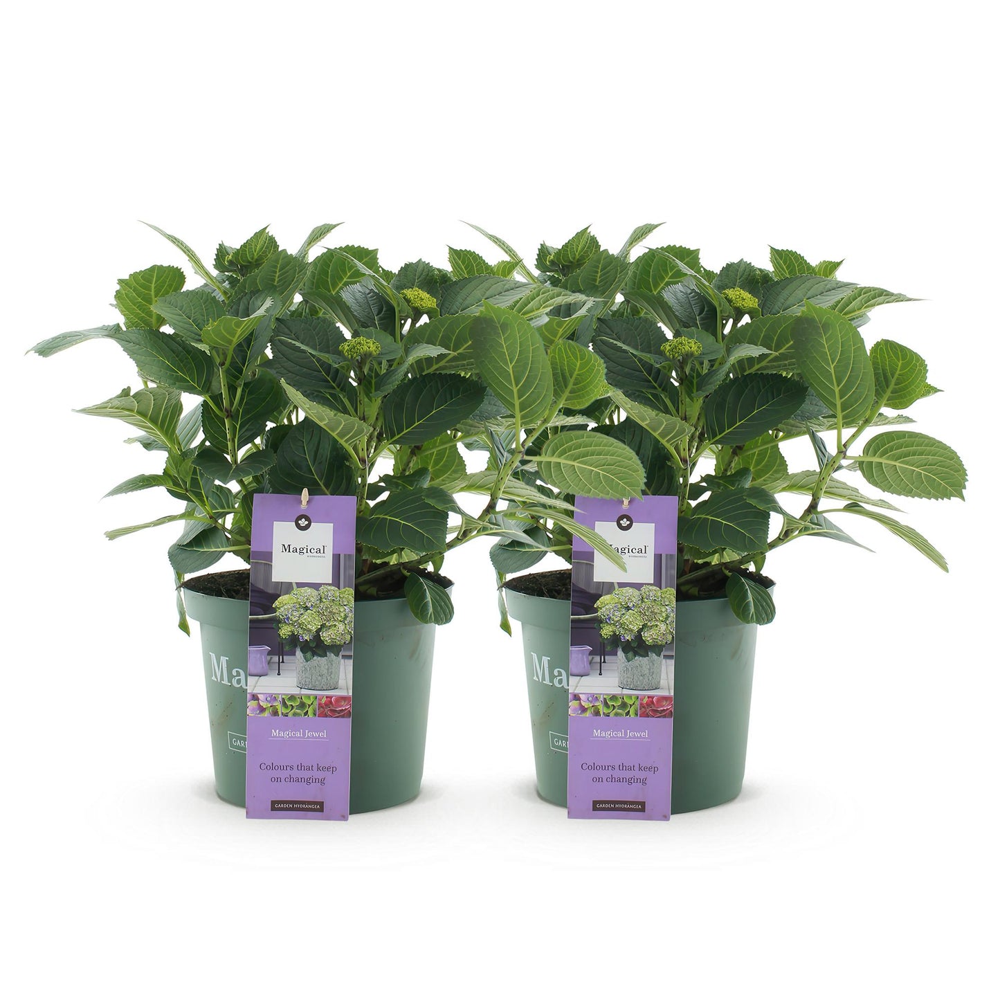 💙 Hydrangea ‘Magical Jewel Blue’ – Blauwe Hortensia | (2 stuks)
