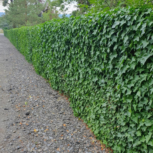 🌿 Hedera hibernica – Winterharde Klim- en Bodembedekker (24 stuks)