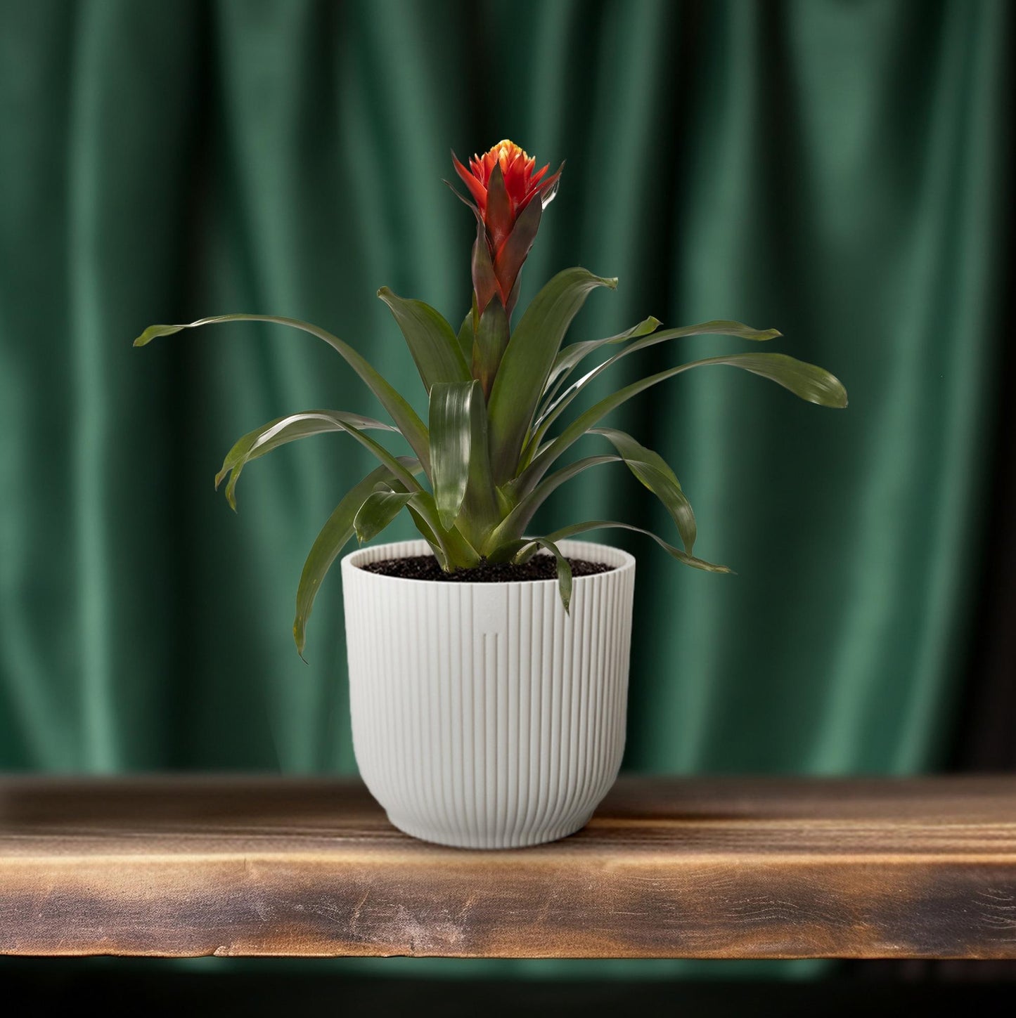 🌸 Guzmania ‘Happiness’