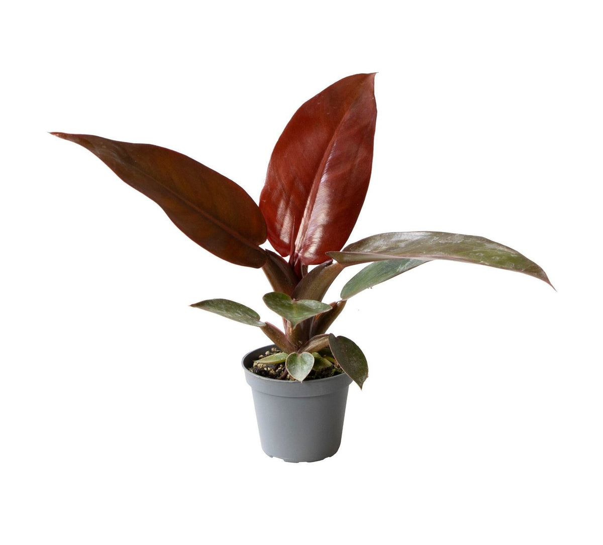 ❤️ Philodendron ‘Sun Red’ – Roodgroene tropische kamerplant
