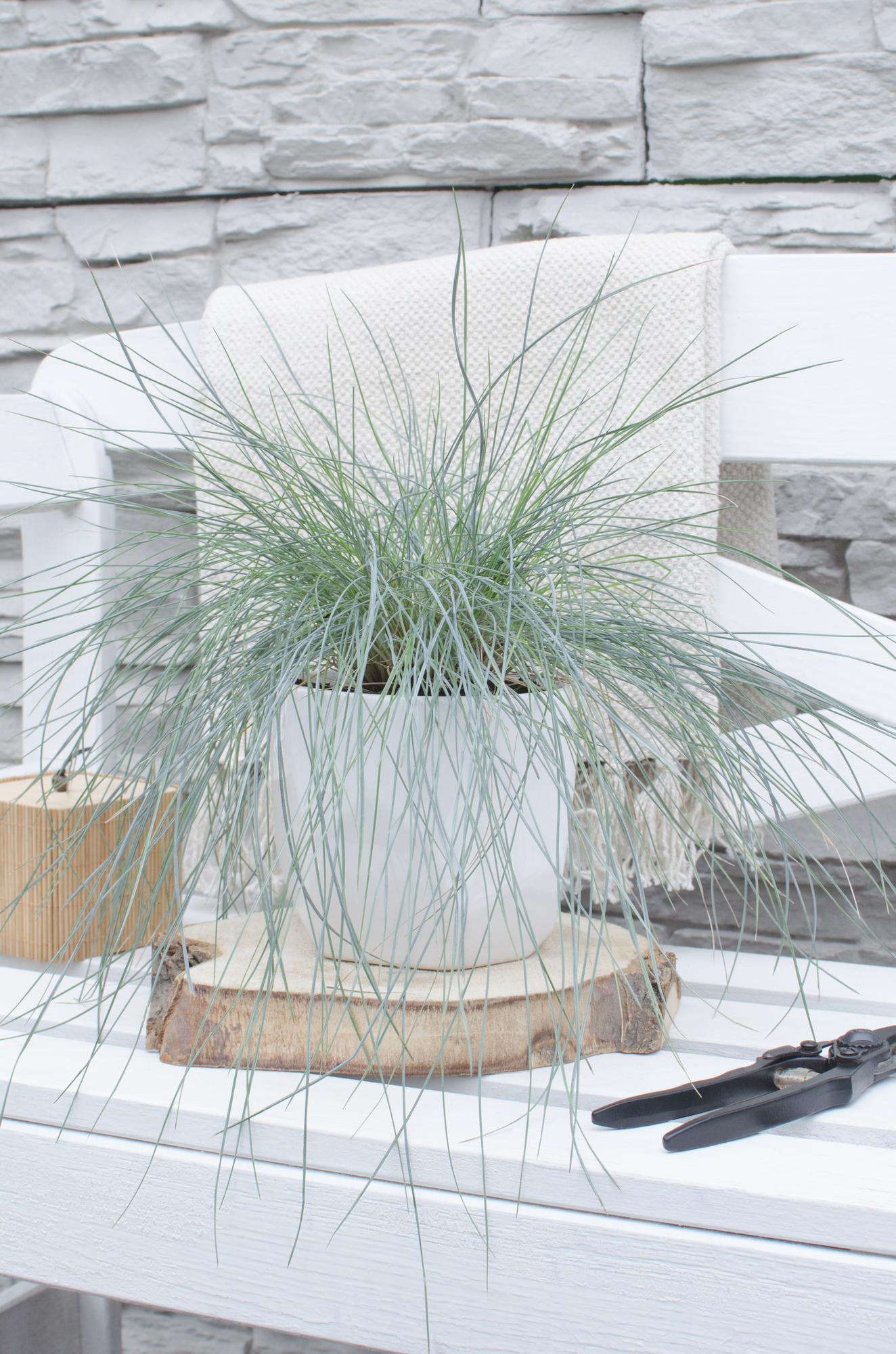 💙 Festuca glauca ‘Azura Blue’ – Blauw Siergras