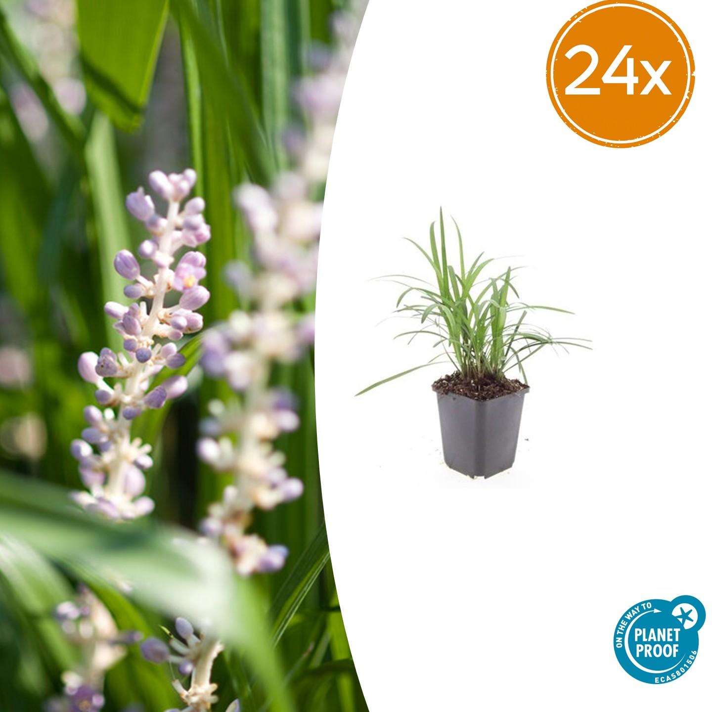 🌿 Liriope ‘Monroe White’ – Wintergroene Bloeiende Bodembedekker (24 stuks)