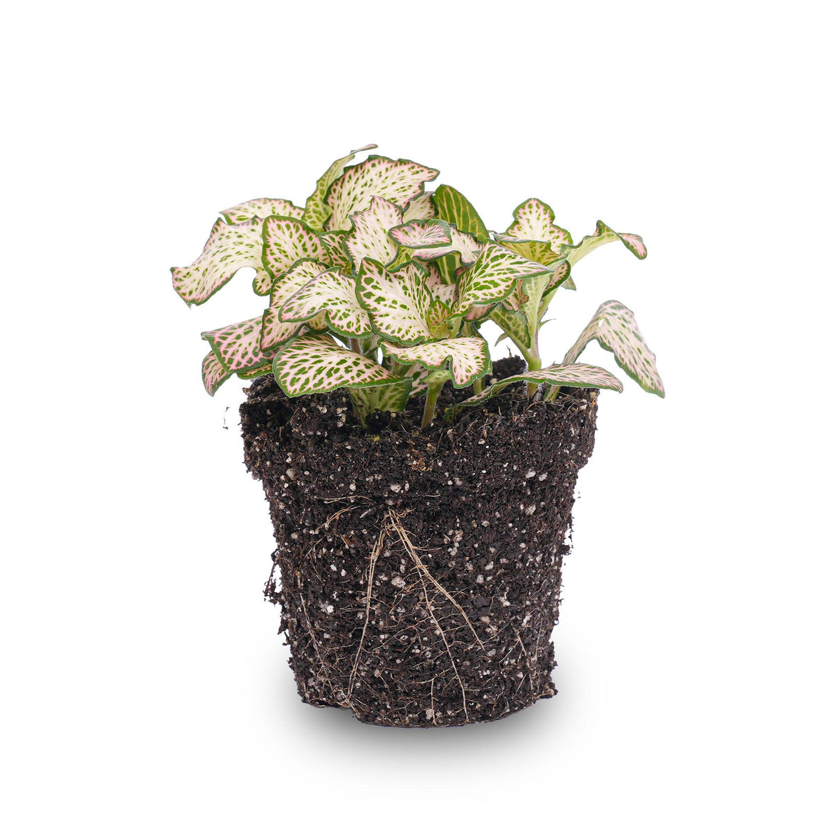 🌿 Fittonia ‘Pink Tiger’ – Mozaïekplant