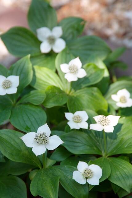 🌿 Cornus canadensis – Winterharde Schaduwbodembedekker (24 stuks)