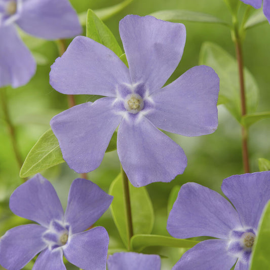 🌿 Vinca minor – Winterharde Groenblijvende Bodembedekker (6 stuks)