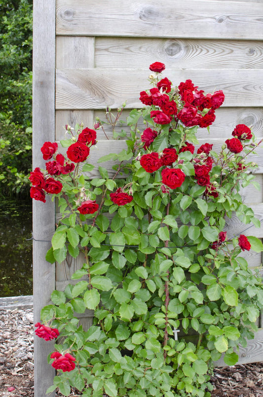 ❤️ Rosa Crazy in Love ‘Red’ – Rode Klimroos | 3 (stuks)