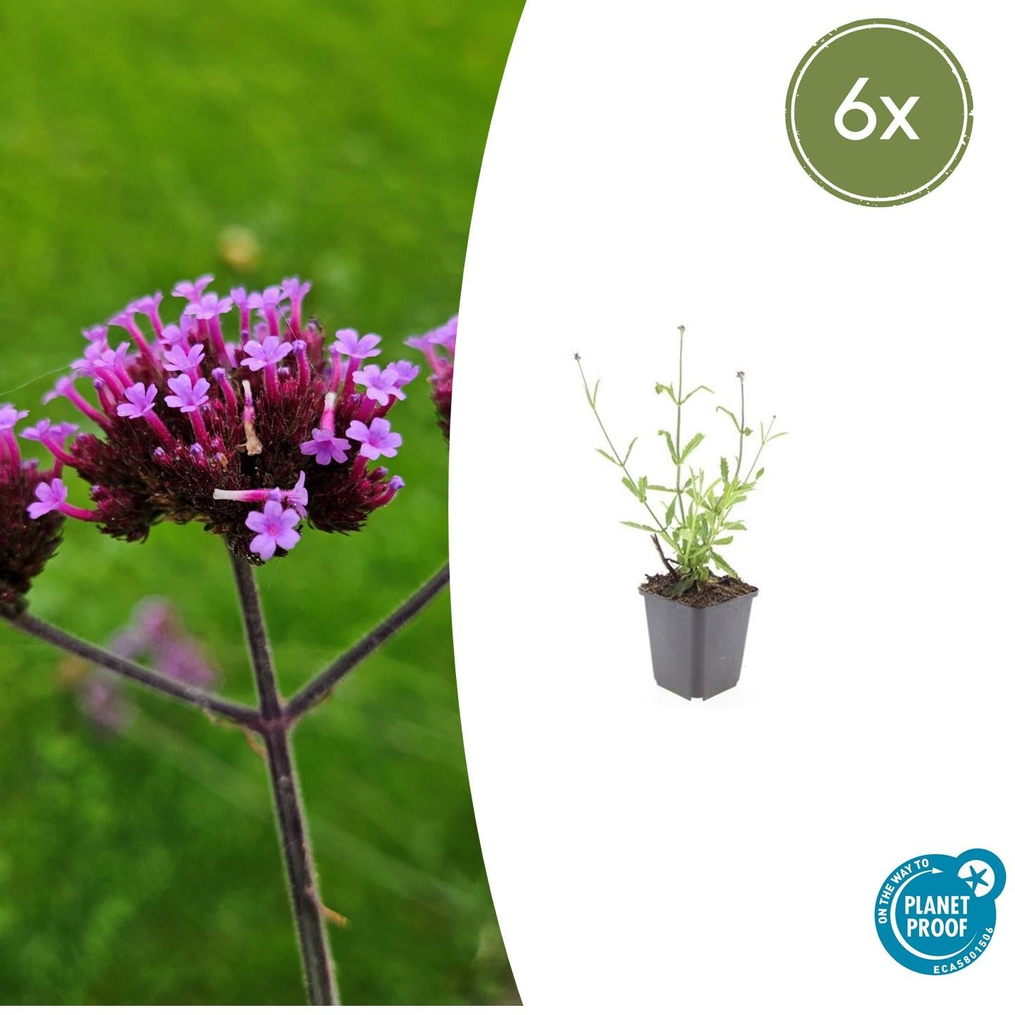 🌸 Verbena bonariensis ‘Lollipop’ – IJzerhard (6 Stuks)