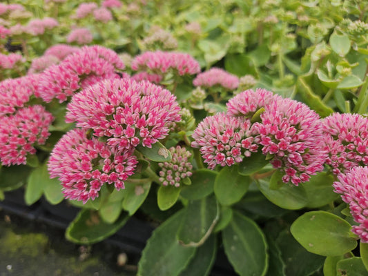 🌿 Sedum ‘Herbstfreude’ – Winterharde Bloeiende Vaste Plant (6 stuks)