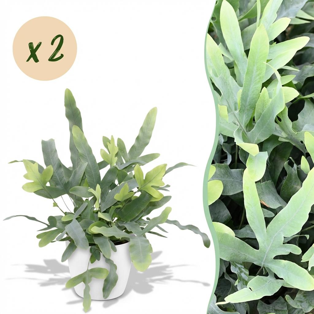 🌿 Phlebodium Blue Star | Diervriendelijke Blauwe Varen met Witte Pot (2 stuks)