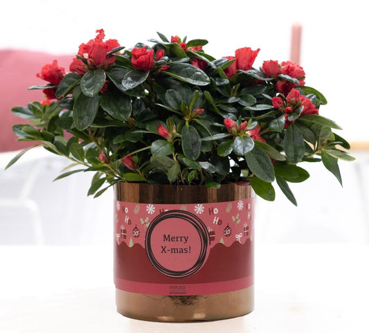 🎄 Azalea Red 1st Class – In P&PURE Ceramics Goldbronze + XMAS Sleeve – Ø12 cm – ↕25 cm | Bloeiende Kamerplant