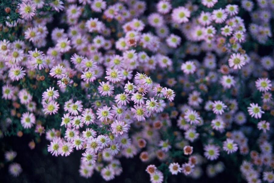 🌸 Aster ageratoides ‘Stardust’ – Herfstaster (6 Stuks)
