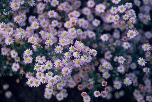 🌸 Aster ageratoides ‘Stardust’ – Herfstaster (6 Stuks)
